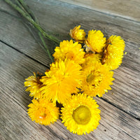 Naturally Dried Strawflower Daisy flower bunch - Helichrysum / Everlasting / Paper Daisy - stems / heads