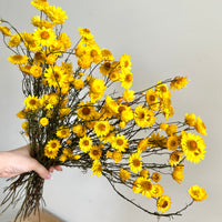 Naturally Dried Mini Paper Daisy / Sticky Everlasting Mini Daisy /Xerochrysum Viscosum- Yellow