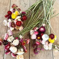 Naturally Dried Strawflower Daisy flower bunch - Helichrysum / Everlasting / Paper Daisy - stems / heads