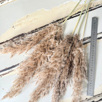 Naturally Dried Reed Canary Grass / Mischanthus Grass / Mini Pampas Grass
