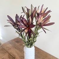Naturally Dried Leucadendron - Australian Native