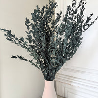 Preserved Eucalyptus / Gum
