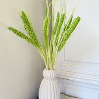 Dried Setaria / Foxtail Millet