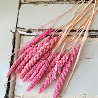 Dried Setaria / Foxtail Millet