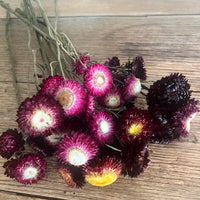 Naturally Dried Strawflower Daisy flower bunch - Helichrysum / Everlasting / Paper Daisy - stems / heads
