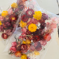 Naturally Dried Strawflower Daisy flower bunch - Helichrysum / Everlasting / Paper Daisy - stems / heads