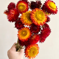 Naturally Dried Strawflower Daisy flower bunch - Helichrysum / Everlasting / Paper Daisy - stems / heads