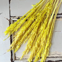Naturally Dried / Coloured Oat / Avena
