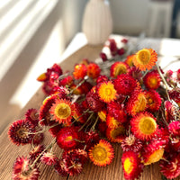 Naturally Dried Strawflower Daisy flower bunch - Helichrysum / Everlasting / Paper Daisy - stems / heads