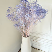 Preserved Broom Bloom / Genista