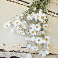 天然干燥的 Rhodanthe 永生雏菊花束