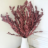 Preserved Eucalyptus / Gum