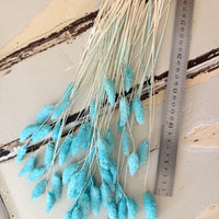 Dried Phalaris