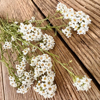 Naturally Dried Ixodia Mini Daisy / Mountain Daisy - White