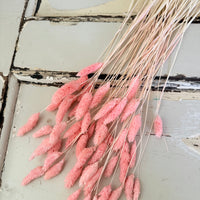 Dried Phalaris