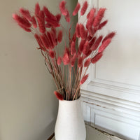干兔尾/兔尾草