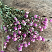 Naturally Dried  Strawberry Fields / Gomphrena Globasa