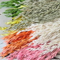 Naturally Dried / Coloured Oat / Avena