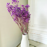 Preserved Baby's Breath