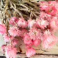 Preserved Heath Aster | Rock Flower