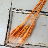Dried Wheat