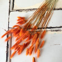 Dried Bunny Tail / Lagurus Ovatus