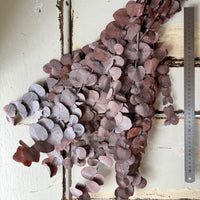 Preserved Eucalyptus / Gum