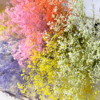 Preserved Delicate Baby's Breath - Gypsophila