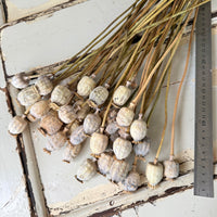 Dried Poppy Pods / Papaver - natural brown