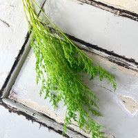 柔和 / 鲜艳色调 保存的补血草 | 薄雾 | 海薰衣草