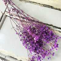 Preserved Baby's Breath