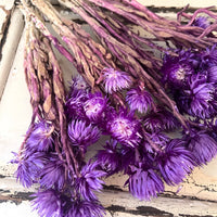 Preserved Heath Aster | Rock Flower