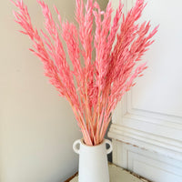 Naturally Dried / Coloured Oat / Avena