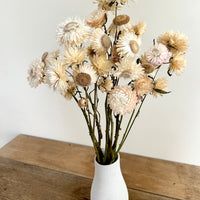 Naturally Dried Strawflower Daisy flower bunch - Helichrysum / Everlasting / Paper Daisy - stems / heads