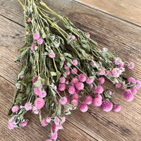 Naturally Dried  Strawberry Fields / Gomphrena Globasa