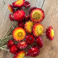 Naturally Dried Strawflower Daisy flower bunch - Helichrysum / Everlasting / Paper Daisy - stems / heads