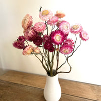 Naturally Dried Strawflower Daisy flower bunch - Helichrysum / Everlasting / Paper Daisy - stems / heads