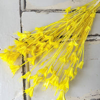 Naturally Dried / Coloured Nigella Flower