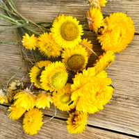 Naturally Dried Strawflower Daisy flower bunch - Helichrysum / Everlasting / Paper Daisy - stems / heads