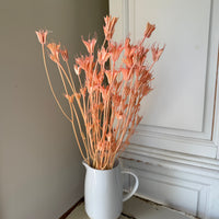 干黑种草花