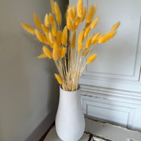 干兔尾/兔尾草