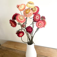 Naturally Dried Strawflower Daisy flower bunch - Helichrysum / Everlasting / Paper Daisy - stems / heads