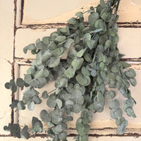 Preserved Eucalyptus / Gum