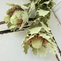 Naturally Dried Banksia & King Protea & Protea - Australian Native