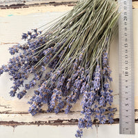 Dried Lavender bunch - blue purple