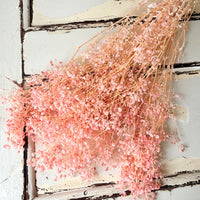 Preserved Broom Bloom / Genista