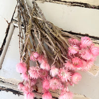 Preserved Heath Aster | Rock Flower