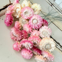 Dried Strawflower Daisy flower bunch - Helichrysum / Everlasting / Paper Daisy - stems / heads - Australian Native