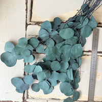 Preserved Eucalyptus / Gum