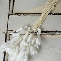 干兔尾/兔尾草